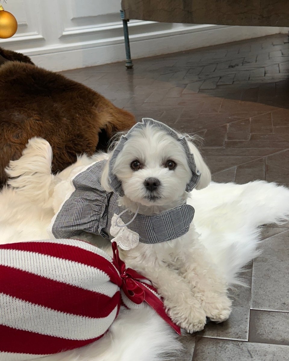 trad lace bonnet - HEY,BUDDY