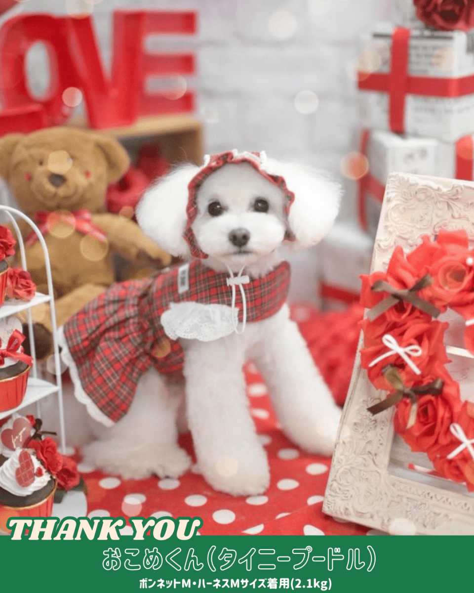 trad lace harness - HEY,BUDDY