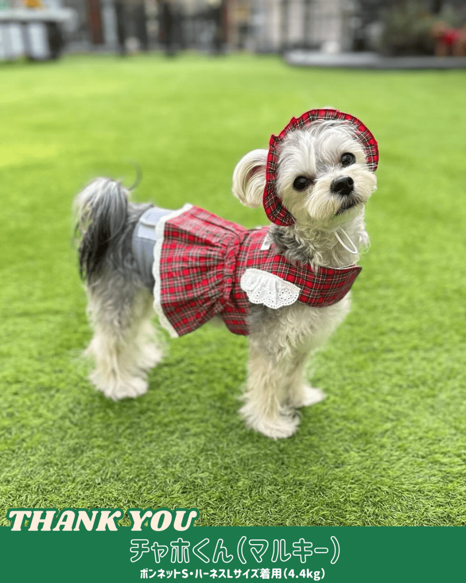 trad lace harness - HEY,BUDDY