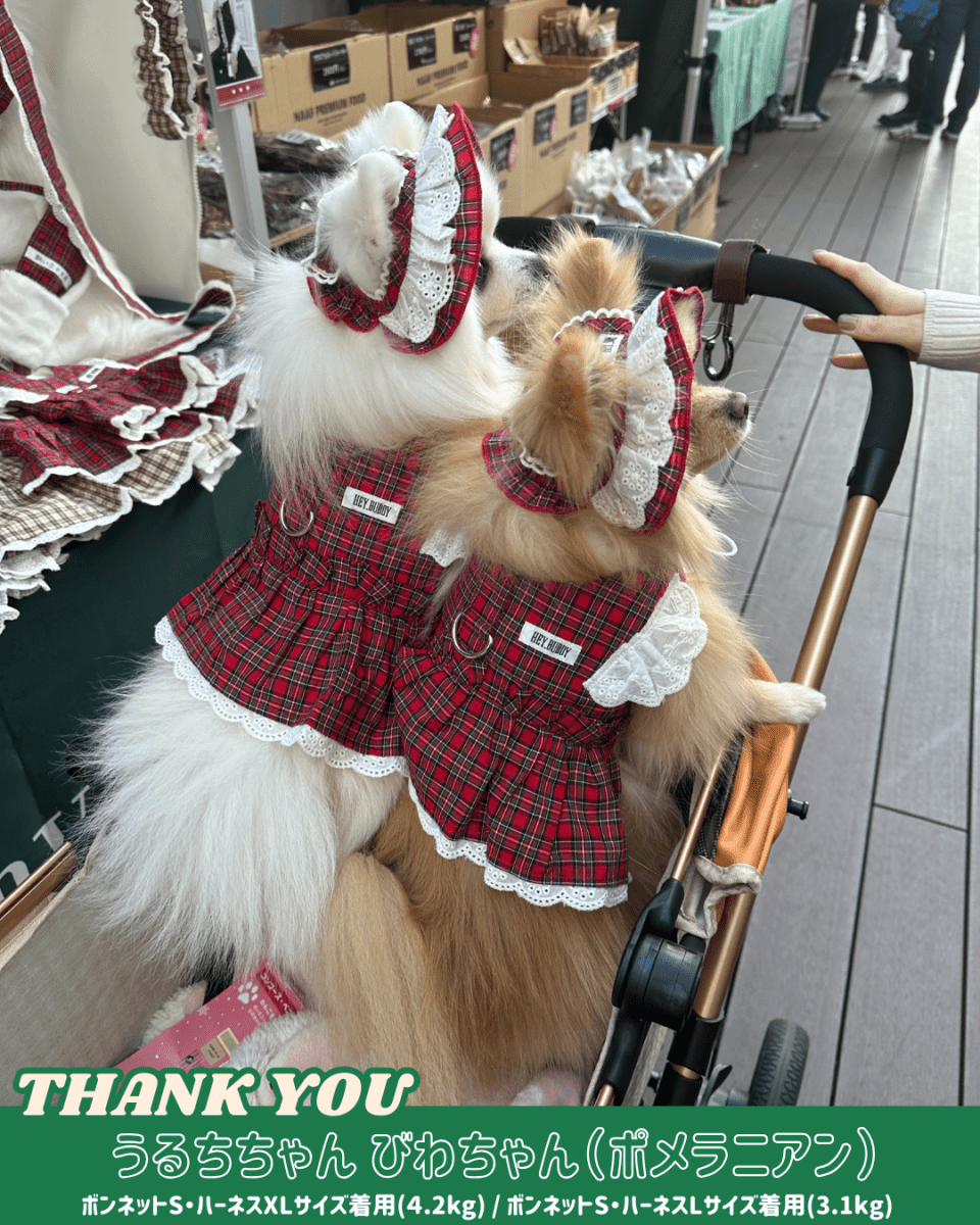 trad lace harness - HEY,BUDDY