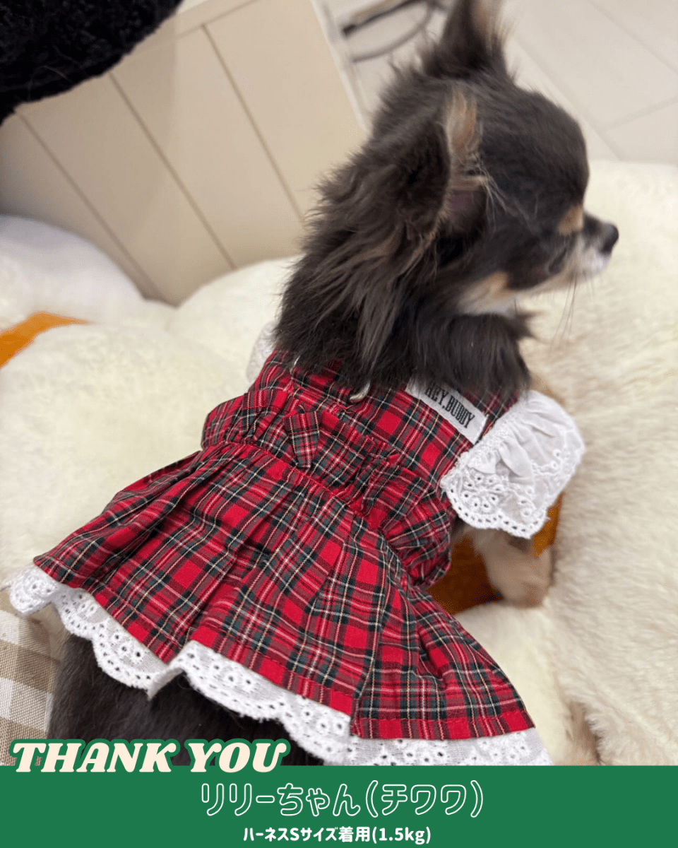 trad lace harness - HEY,BUDDY