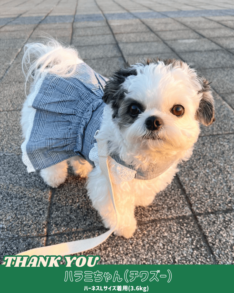 trad lace harness - HEY,BUDDY