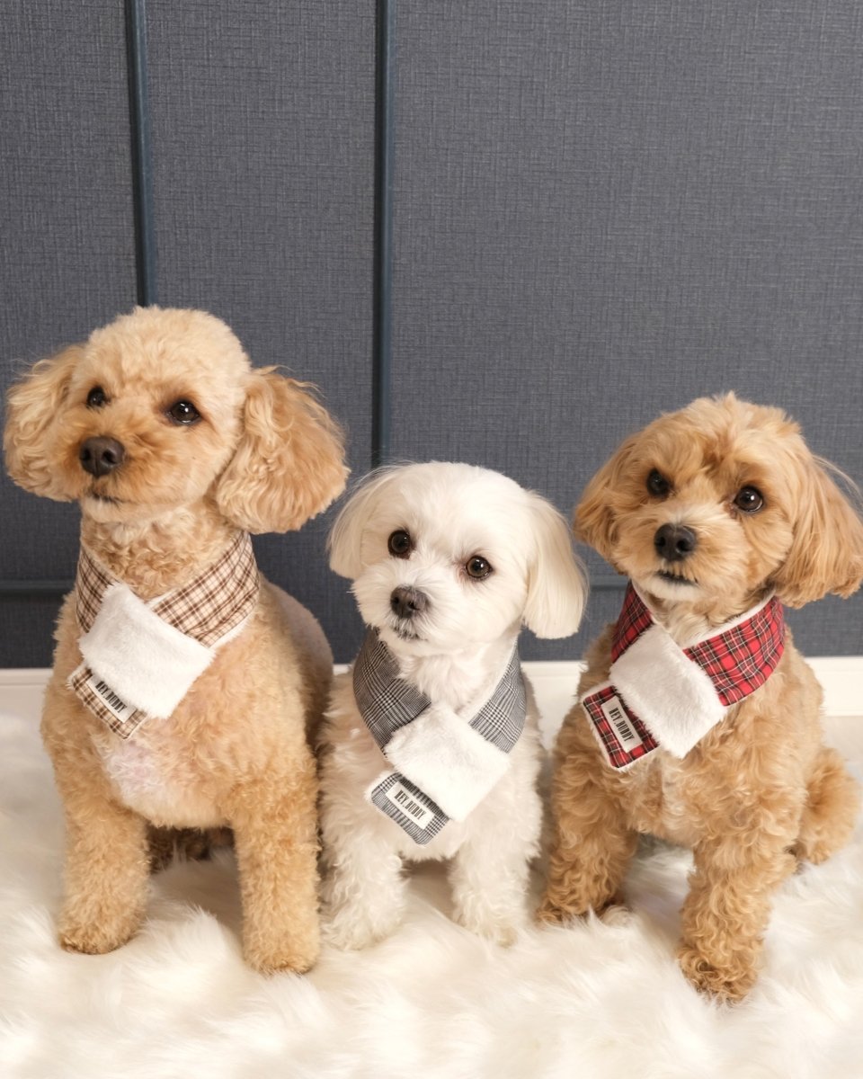 trad lace muffler FOR DOG - HEY,BUDDY