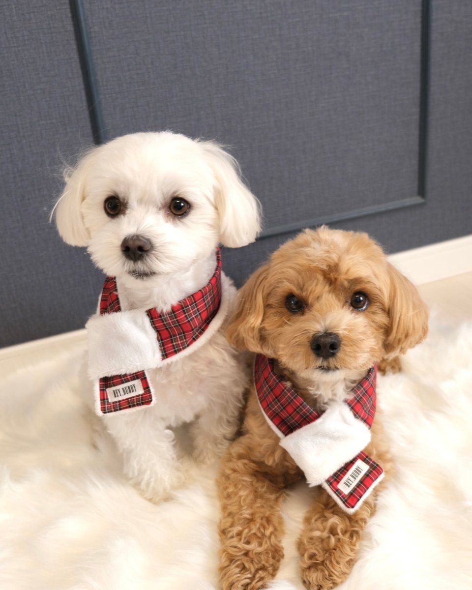 trad lace muffler FOR DOG - HEY,BUDDY