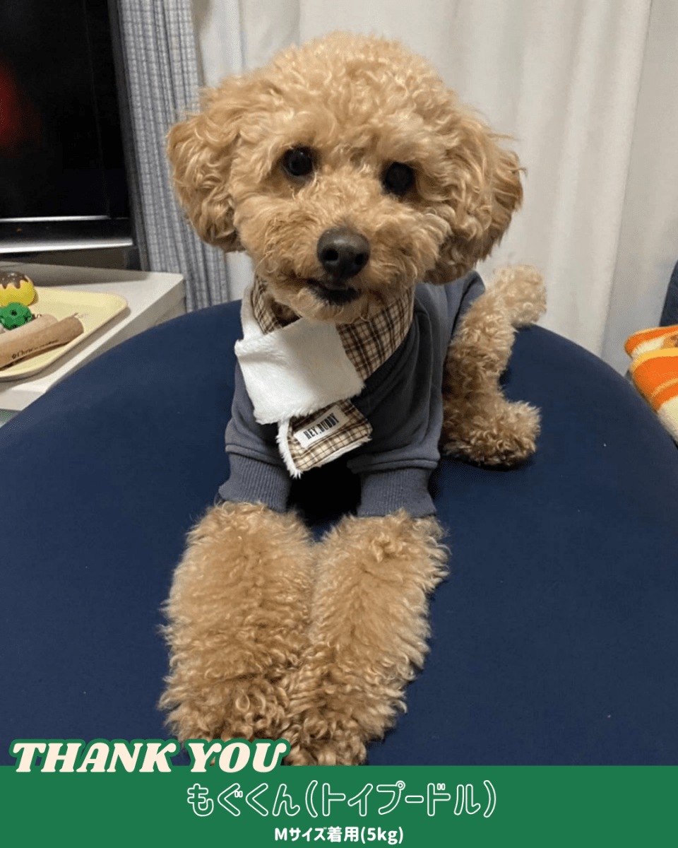 trad lace muffler FOR DOG - HEY,BUDDY