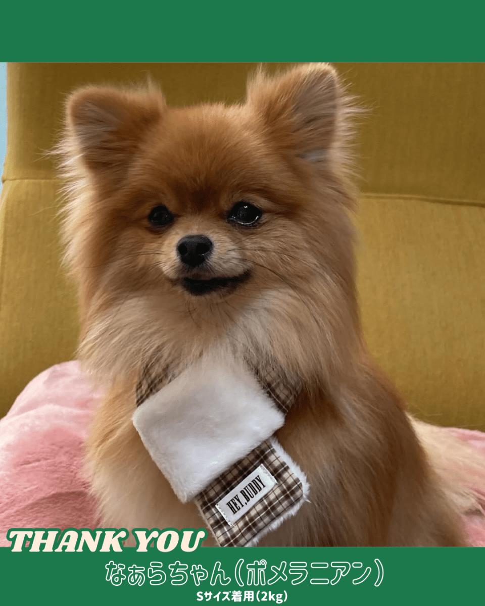 trad lace muffler FOR DOG - HEY,BUDDY