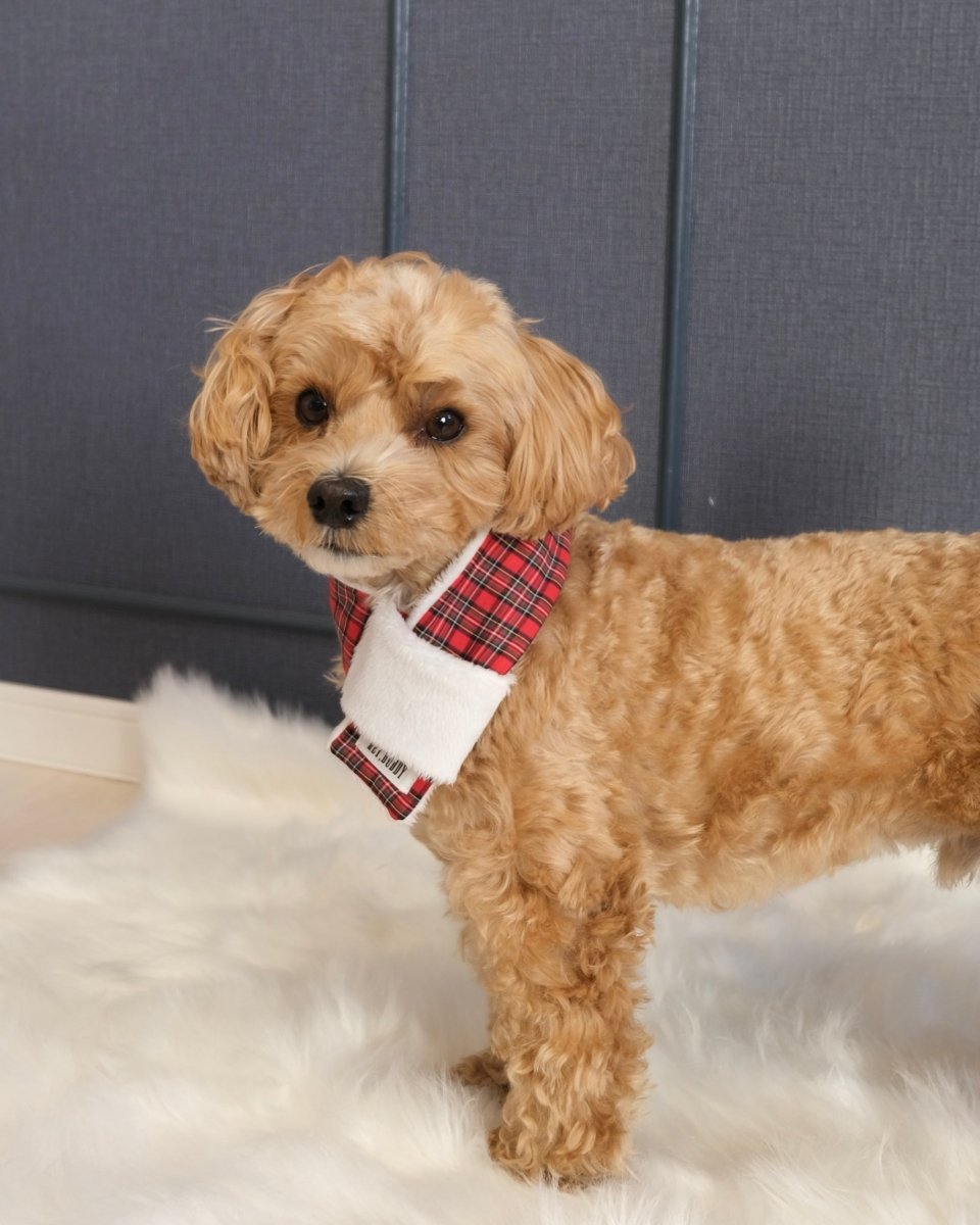 trad lace muffler FOR DOG - HEY,BUDDY