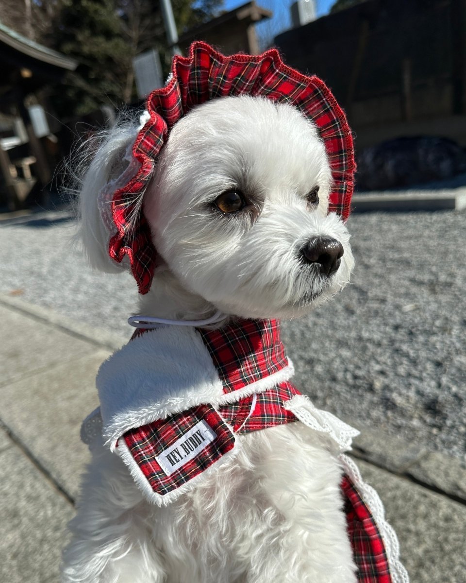 trad lace muffler FOR DOG - HEY,BUDDY